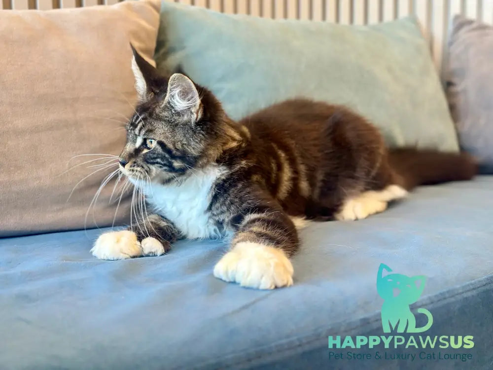 Kiril Maine Coon male black bicolor - live animals