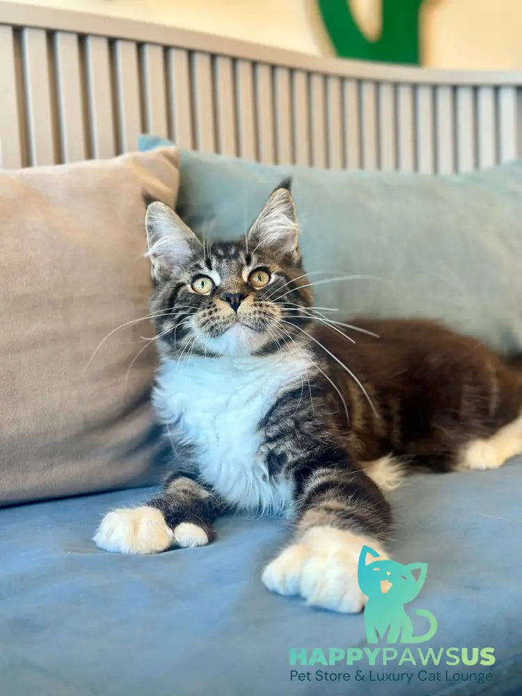Kiril Maine Coon male black bicolor - live animals