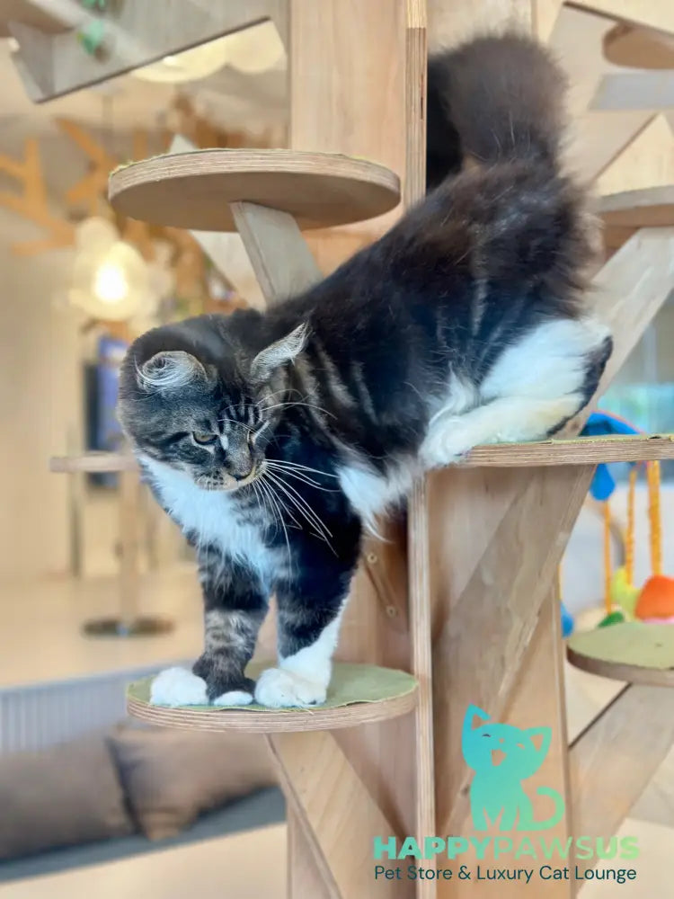 Kiril Maine Coon male black bicolor - live animals