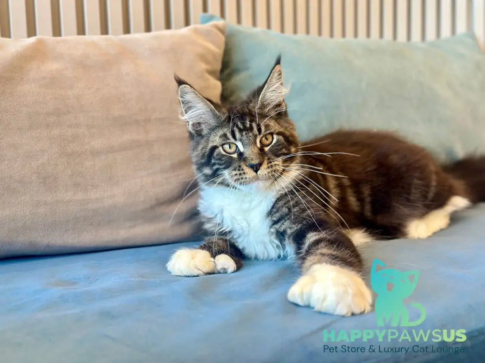 Kiril Maine Coon male black bicolor - live animals
