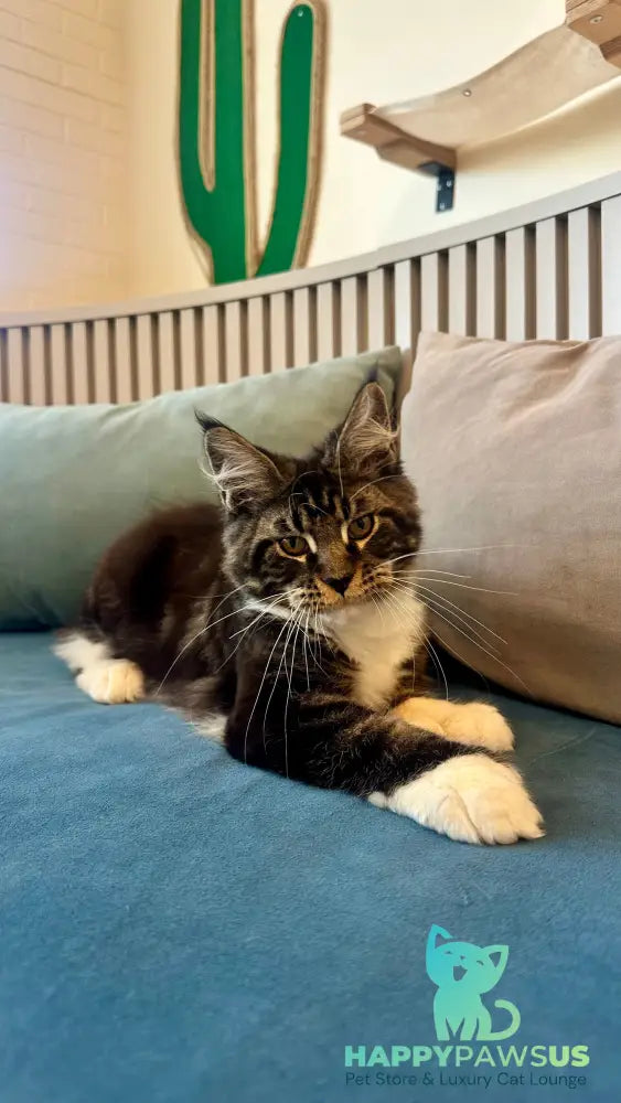 Kiril Maine Coon male black bicolor - live animals