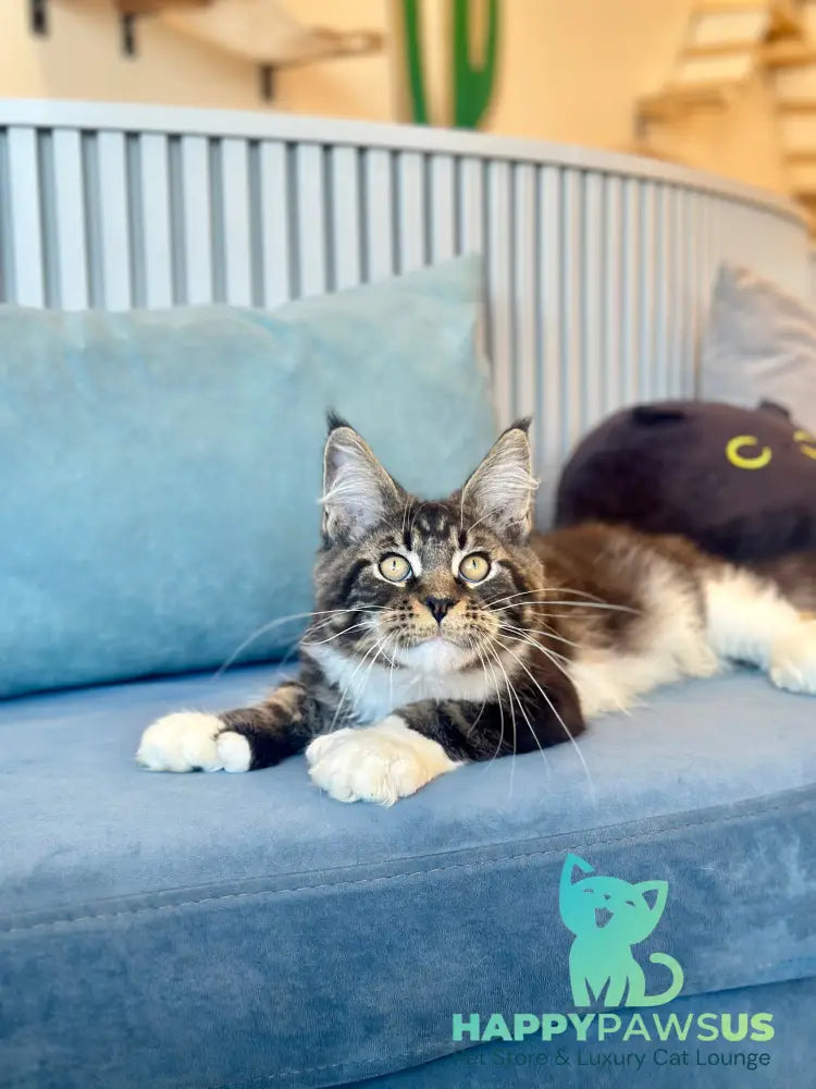 Kiril Maine Coon male black bicolor - live animals