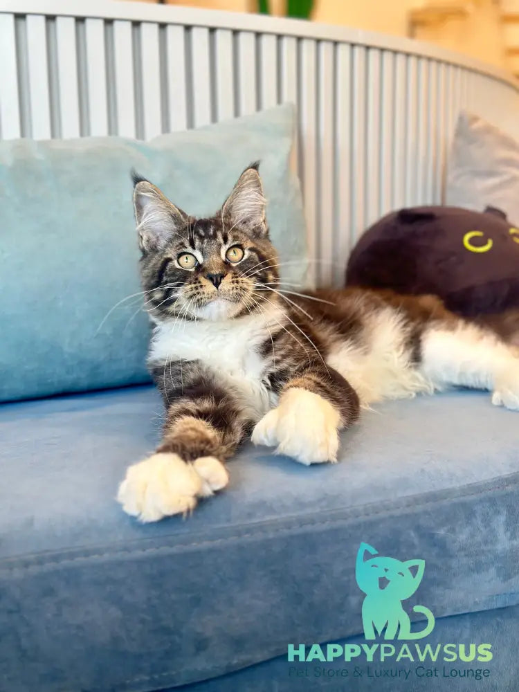 Kiril Maine Coon male black bicolor - live animals