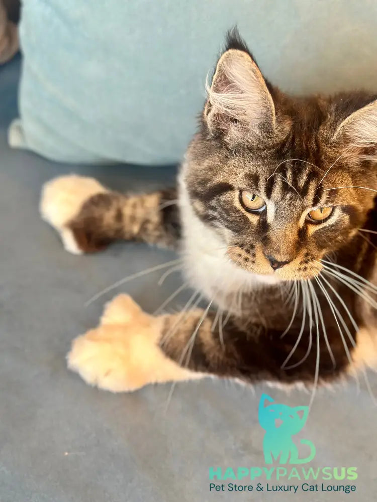 Kiril Maine Coon male black bicolor - live animals