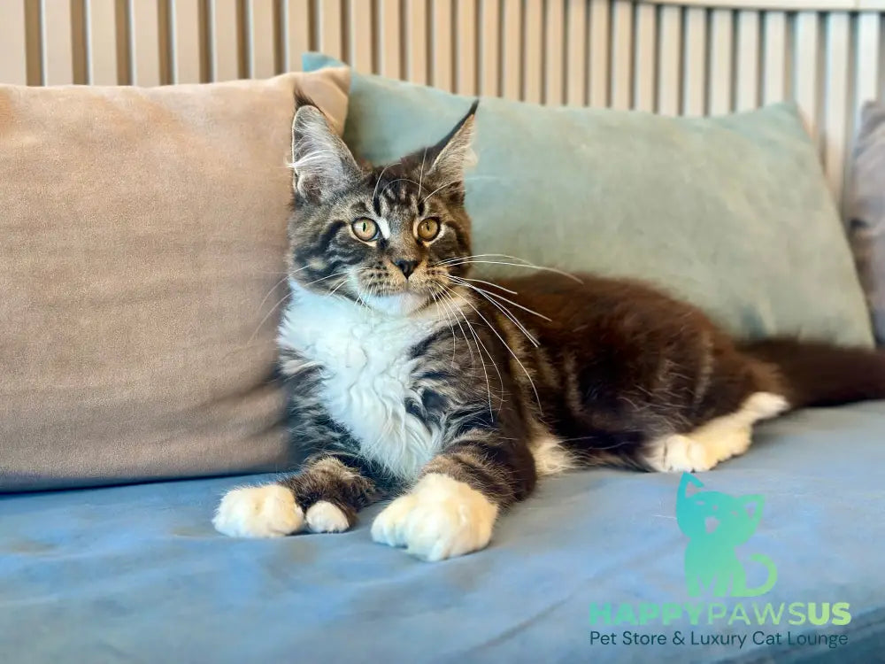 Kiril Maine Coon male black bicolor - live animals