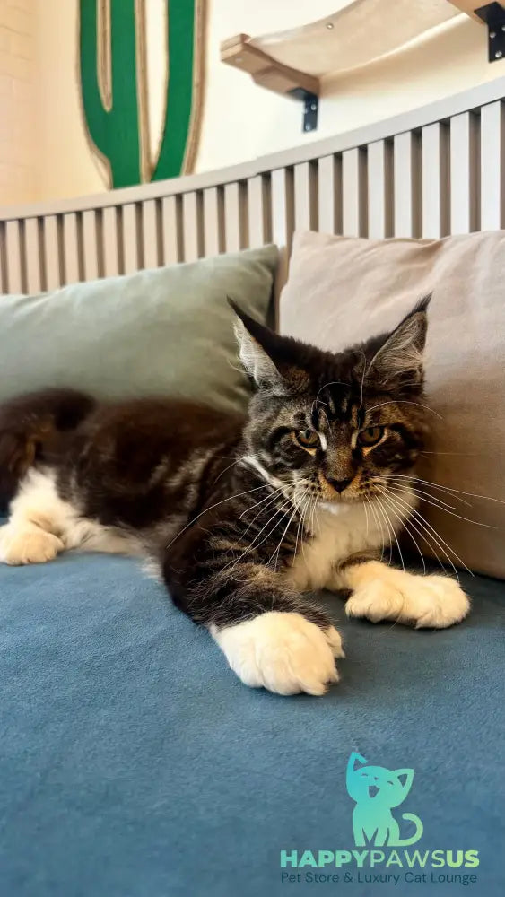 Kiril Maine Coon male black bicolor - live animals