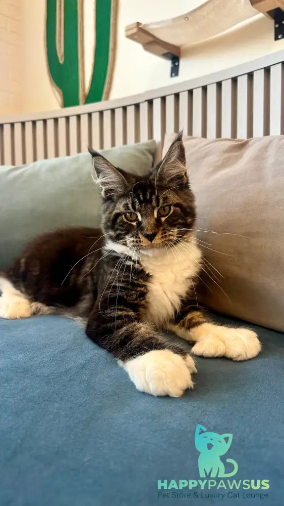 Kiril Maine Coon male black bicolor - live animals