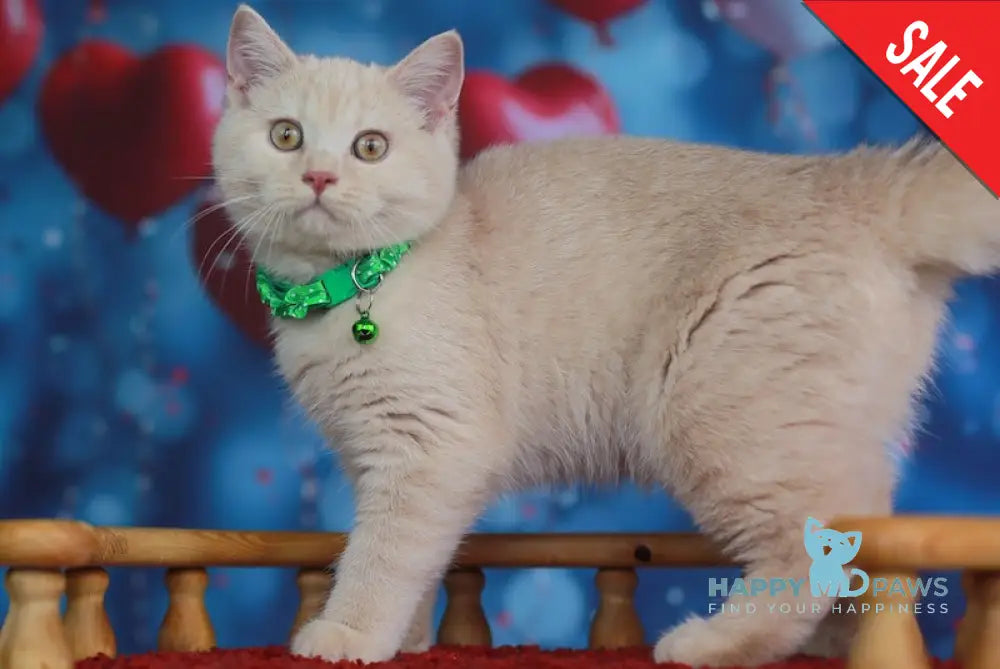 Kirill British Shorthair male cream live animals