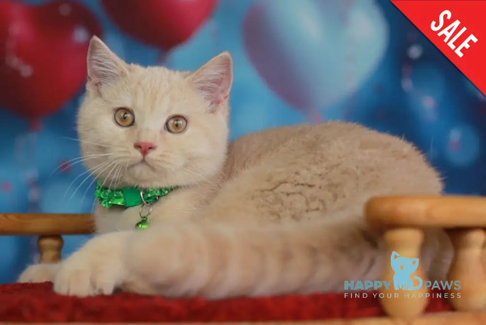 Kirill British Shorthair male cream live animals