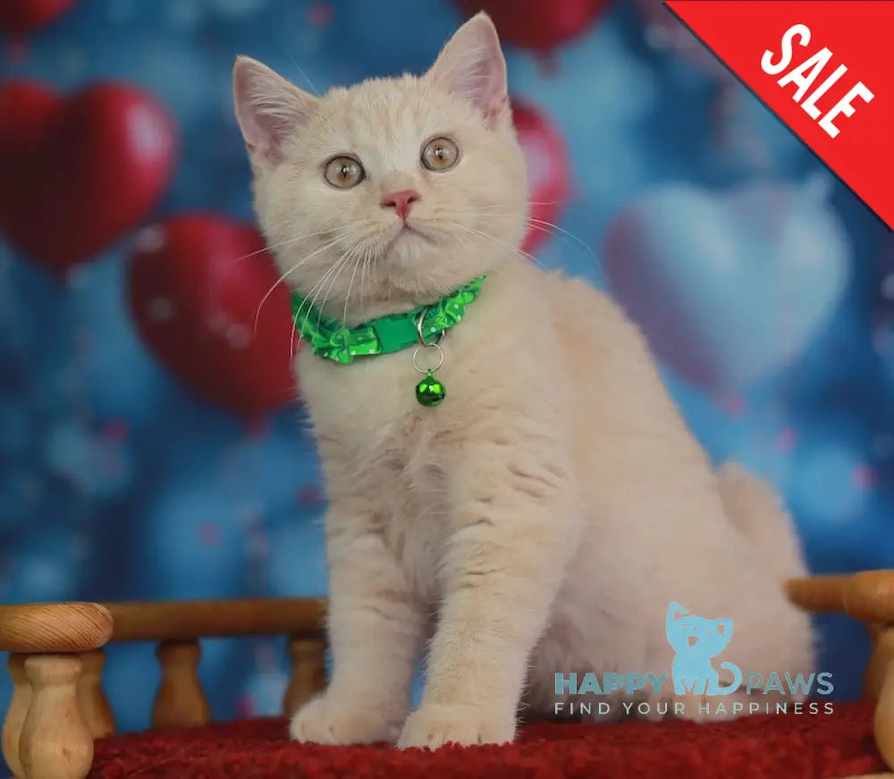 Kirill British Shorthair male cream live animals