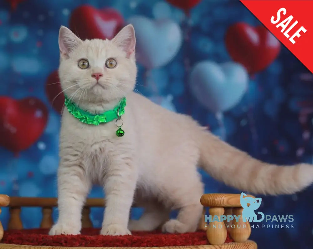 Kirill British Shorthair male cream live animals