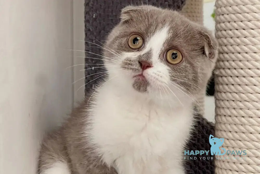 Kirill Scottish Fold male lilac bicolour live animals