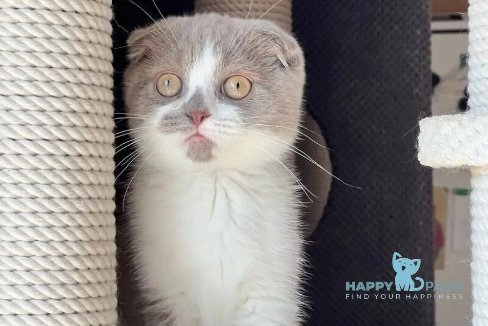 Kirill Scottish Fold male lilac bicolour live animals