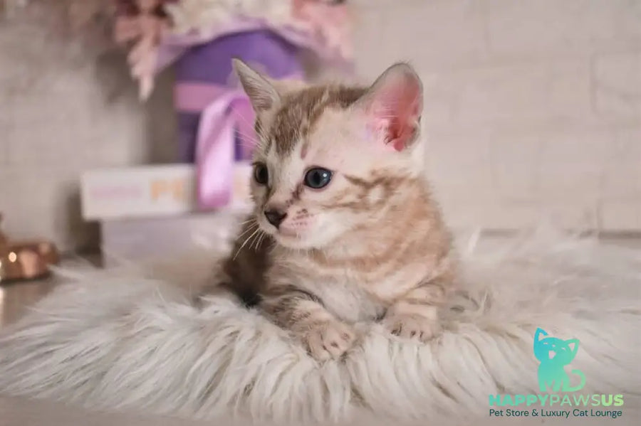 Kisa Bengal female snow mink - live animals