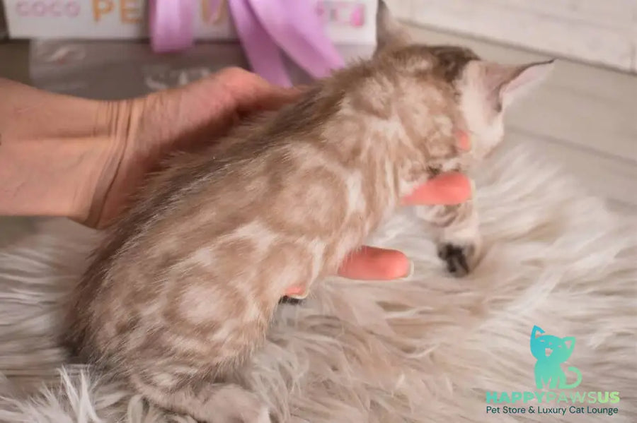 Kisa Bengal female snow mink - live animals