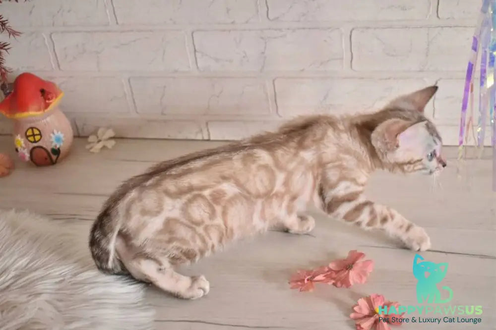 Kisa Bengal female snow mink - live animals