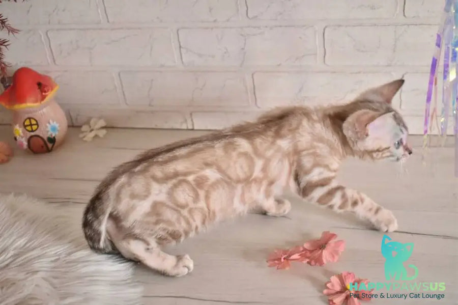 Kisa Bengal female snow mink - live animals