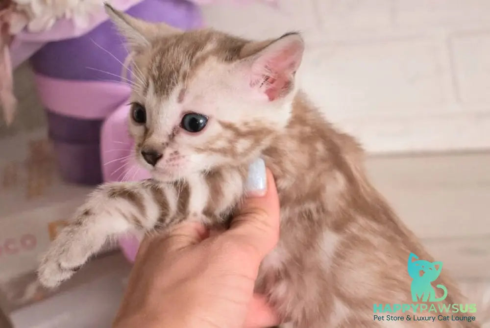 Kisa Bengal female snow mink - live animals