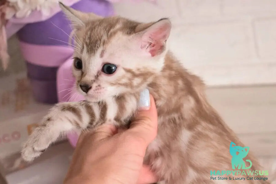 Kisa Bengal female snow mink - live animals