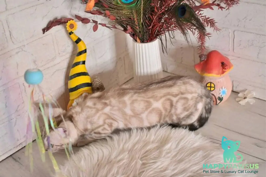 Kisa Bengal female snow mink - live animals