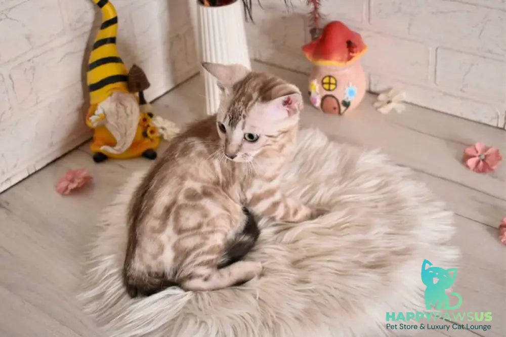Kisa Bengal female snow mink - live animals