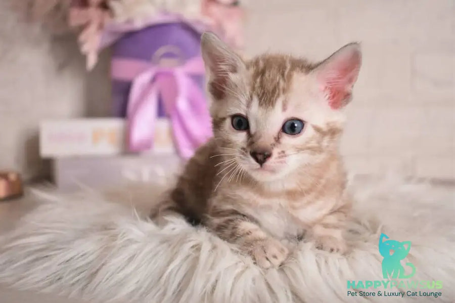 Kisa Bengal female snow mink - live animals