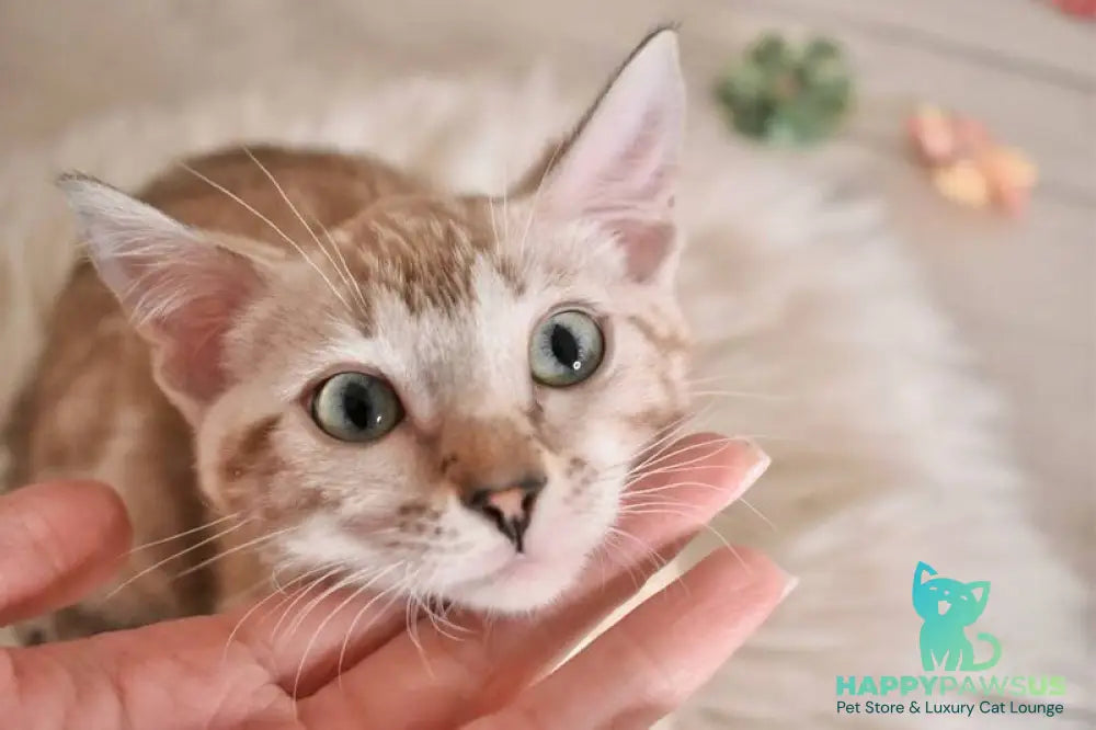 Kisa Bengal female snow mink - live animals