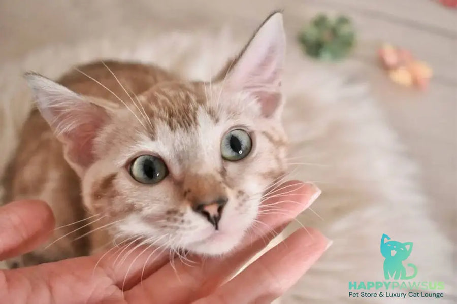 Kisa Bengal female snow mink - live animals