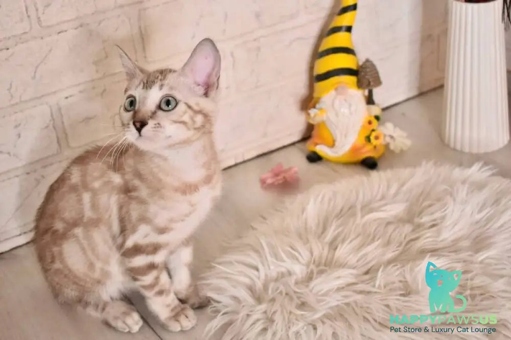 Kisa Bengal female snow mink - live animals