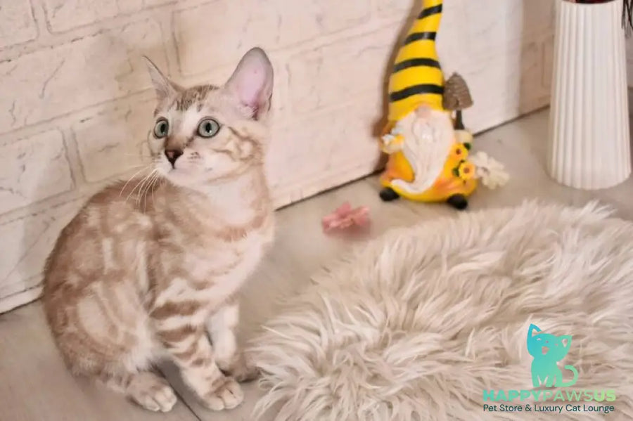 Kisa Bengal female snow mink - live animals