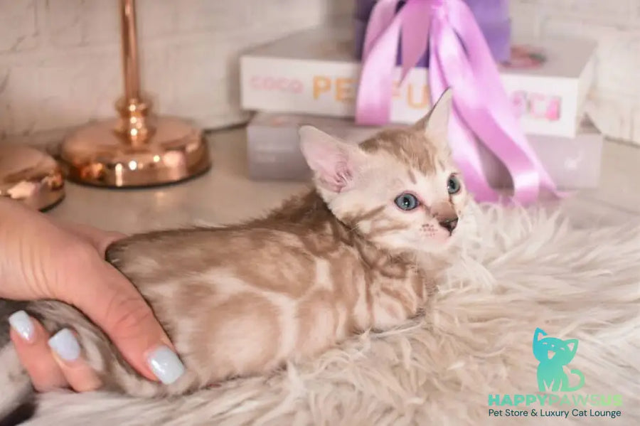 Kisa Bengal female snow mink - live animals