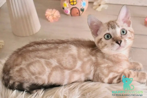 Kisa Bengal female snow mink - live animals