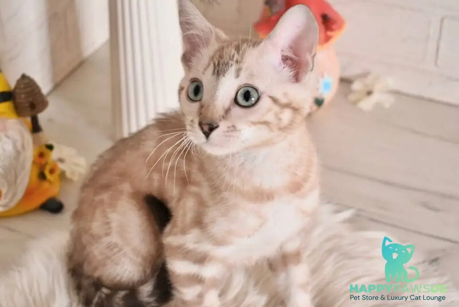 Kisa Bengal female snow mink - live animals