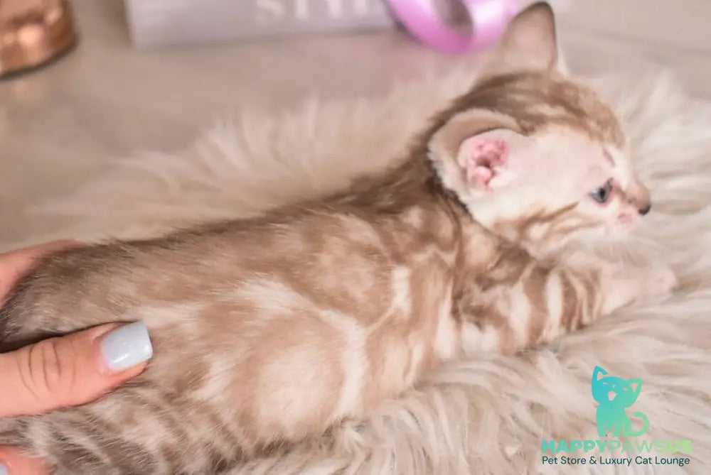 Kisa Bengal female snow mink - live animals