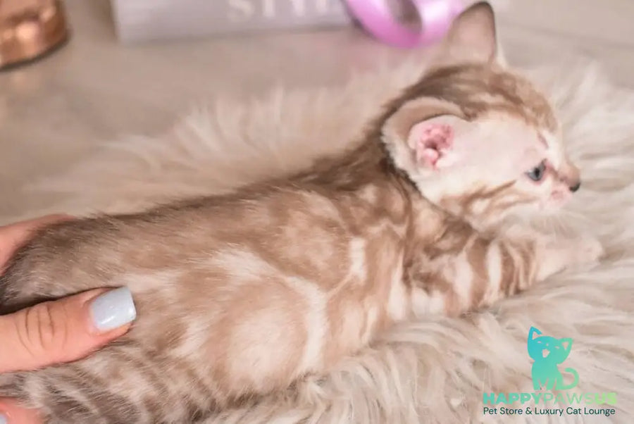 Kisa Bengal female snow mink - live animals
