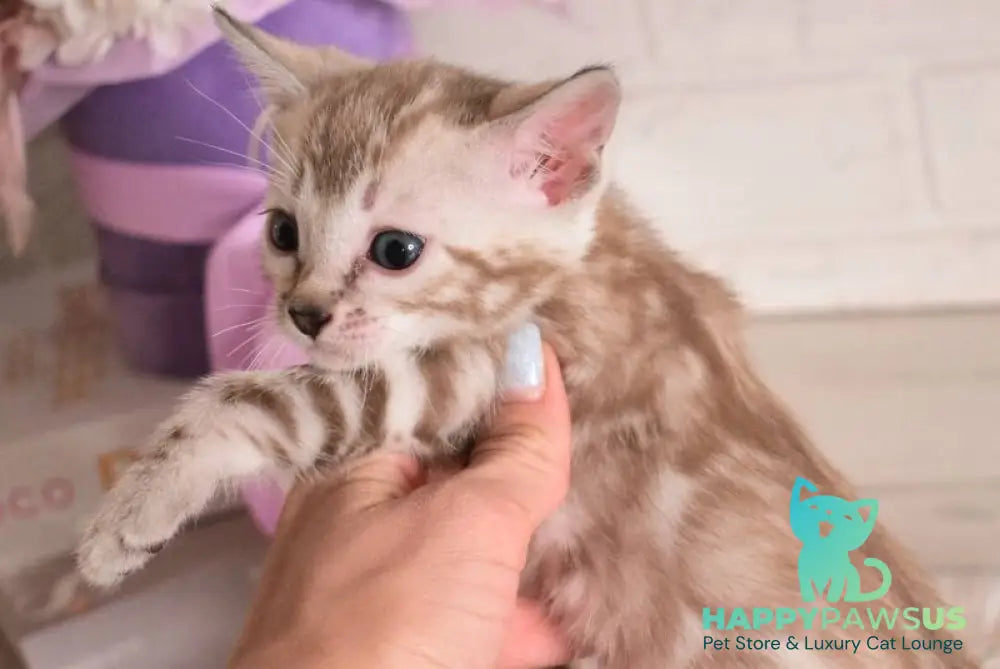Kisa Bengal female snow mink - live animals