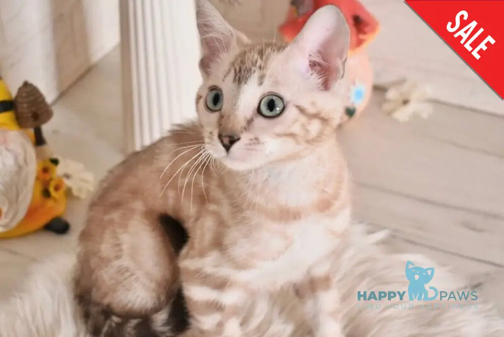 Kisa Bengal female snow mink - live animals