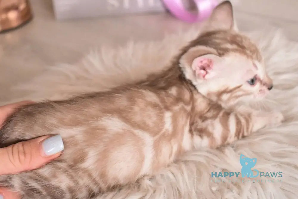 Kisa Bengal female snow mink - live animals