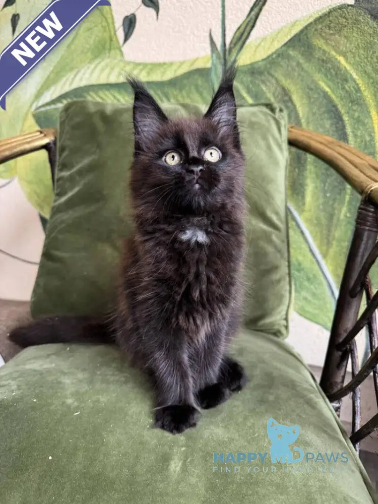 Kisa Maine Coon female black with white live animals