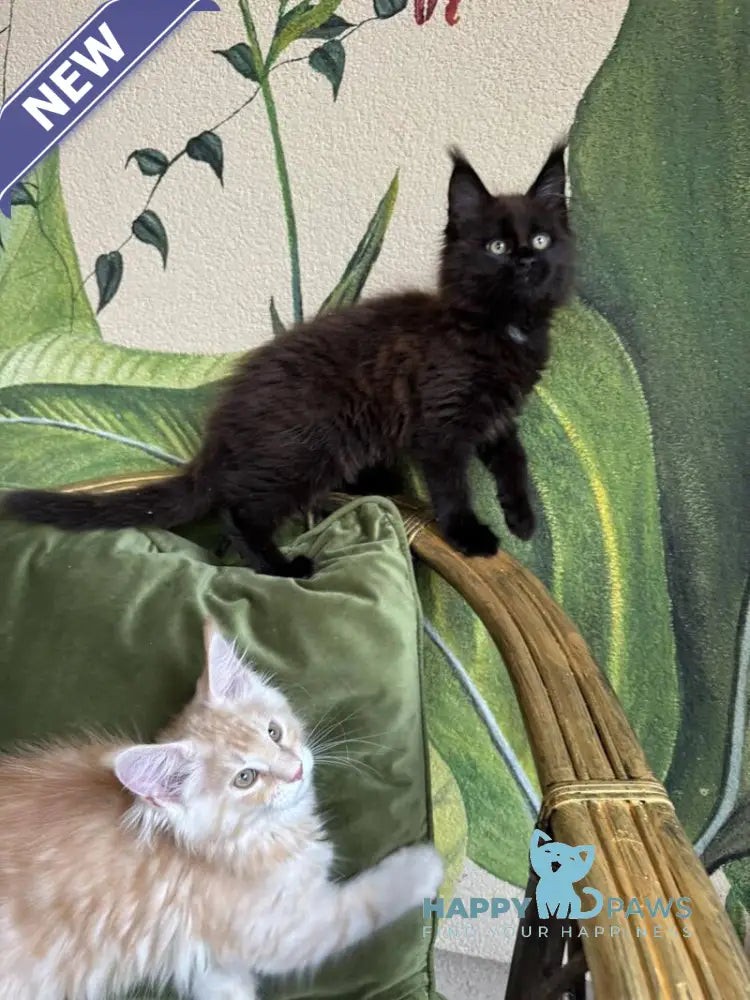 Kisa Maine Coon female black with white live animals
