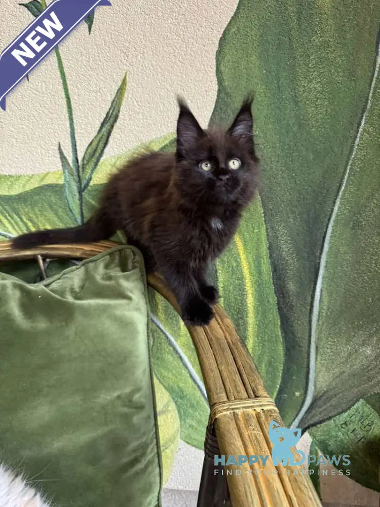 Kisa Maine Coon female black with white live animals