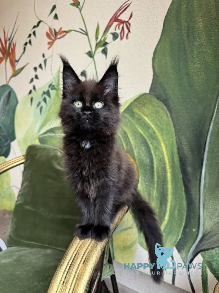 Kisa Maine Coon female black with white live animals