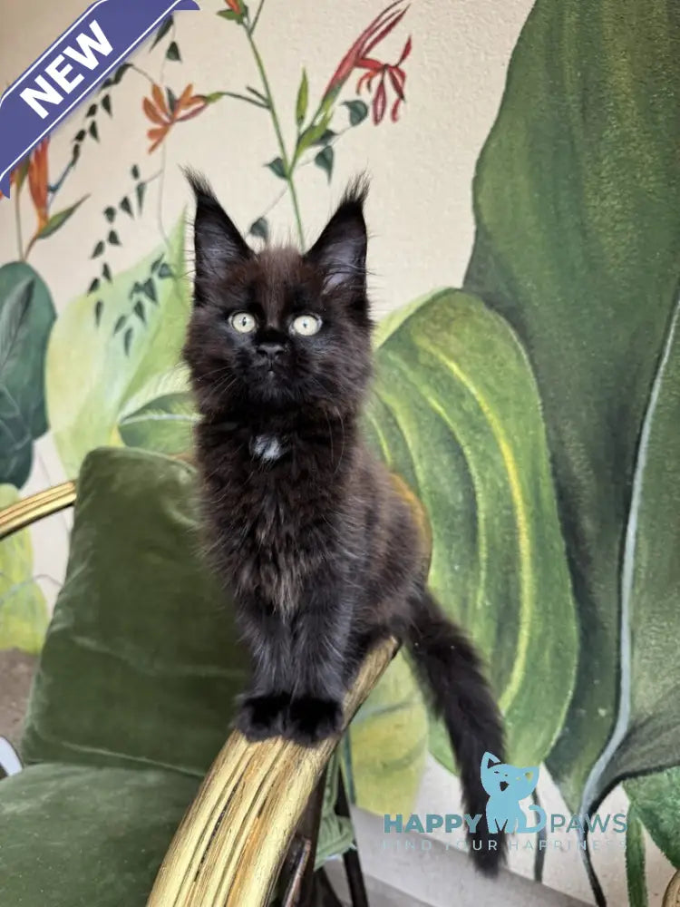 Kisa Maine Coon female black with white live animals