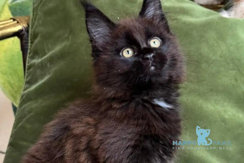 Kisa Maine Coon female black with white live animals