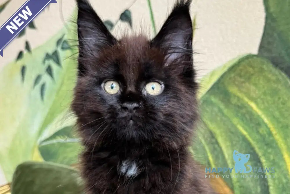 Kisa Maine Coon female black with white live animals