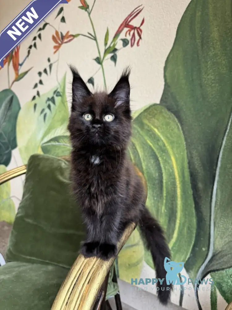 Kisa Maine Coon female black with white live animals