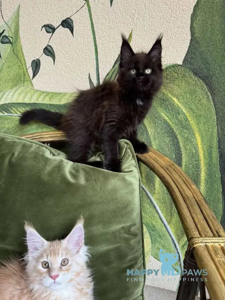 Kisa Maine Coon female black with white live animals