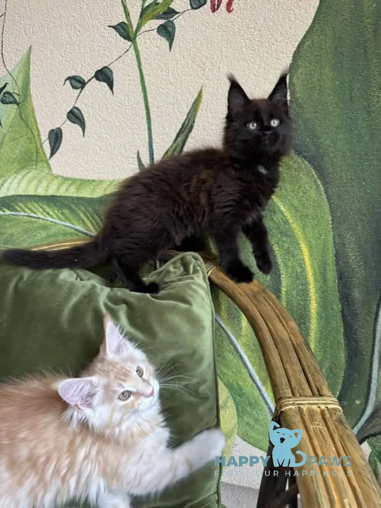 Kisa Maine Coon female black with white live animals