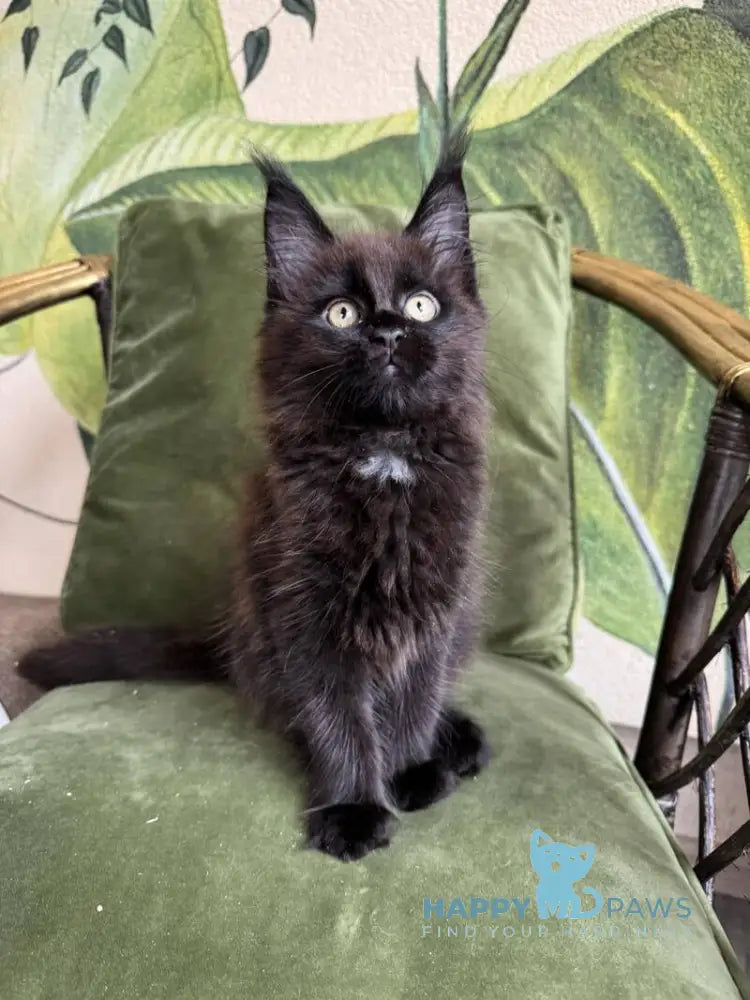 Kisa Maine Coon female black with white live animals