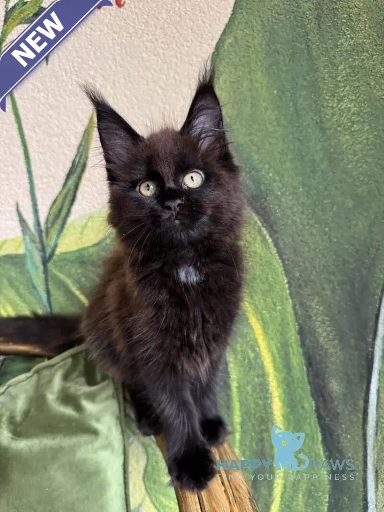 Kisa Maine Coon female black with white live animals